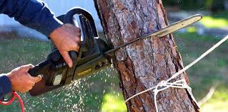 Professional Tree Care in Weatherly, PA